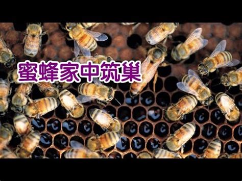 蜜蜂徵兆|【蜜蜂在家築巢風水】蜜蜂在家築巢風水徵兆：吉？。